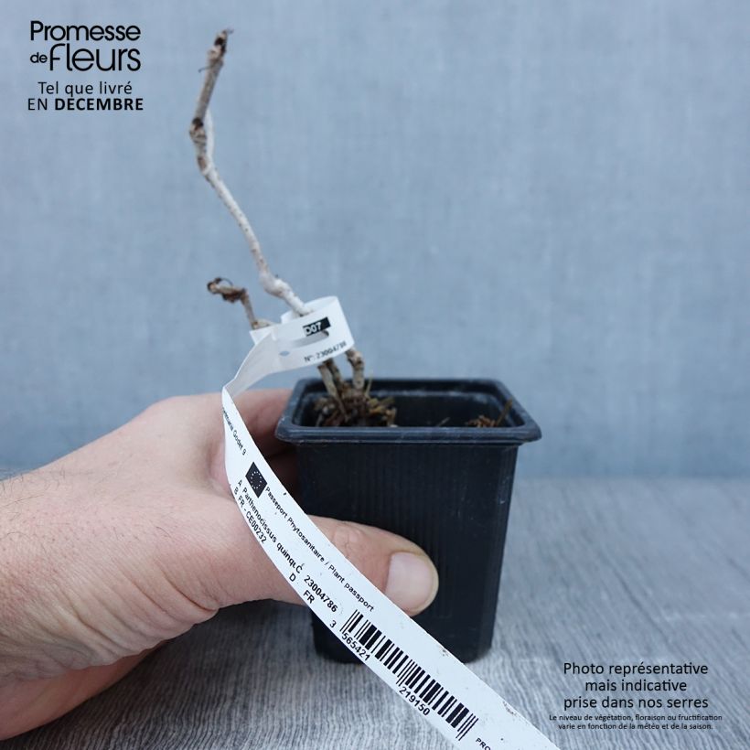 Exemplar von Wilder Wein Engelmannii - Parthenocissus quinquefolia Kleine Töpfe von 8/9 cm wie im Herbst geliefert