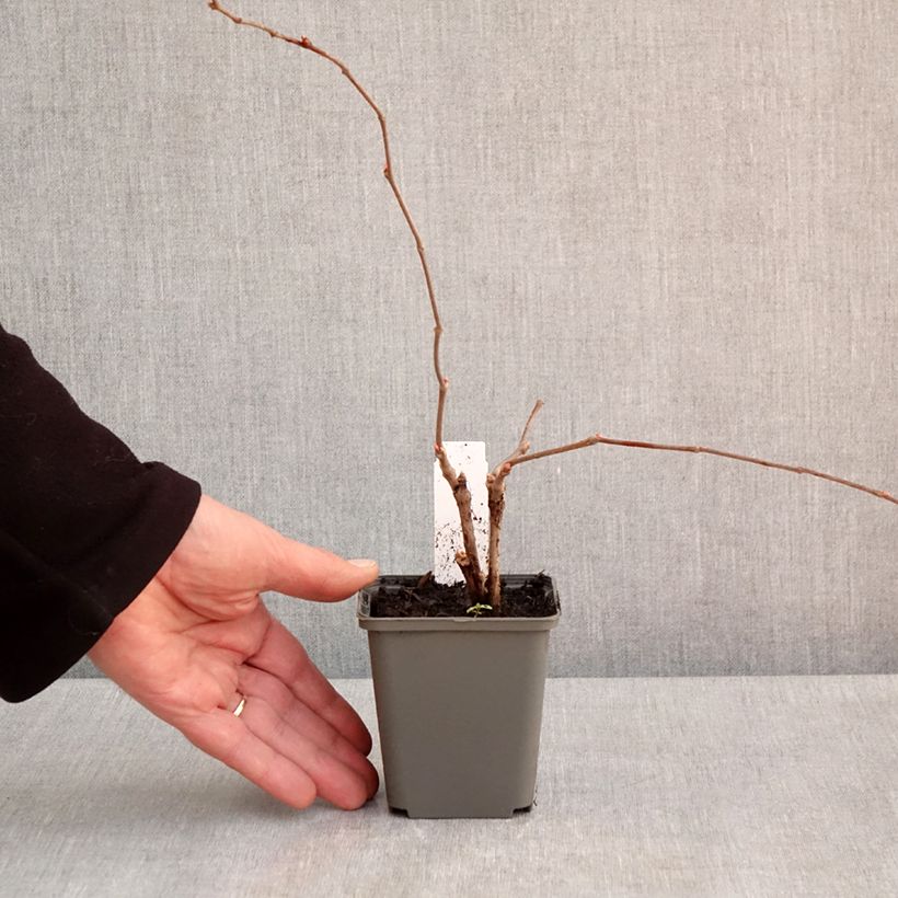 Exemplar von Wilder Wein Engelmannii - Parthenocissus quinquefolia Kleine Töpfe von 8/9 cm wie im Frühjahr geliefert