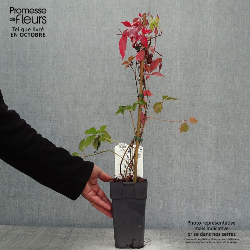 Exemplar von Wilder Wein Engelmannii - Parthenocissus quinquefolia Topf mit 2L/3L wie im Herbst geliefert