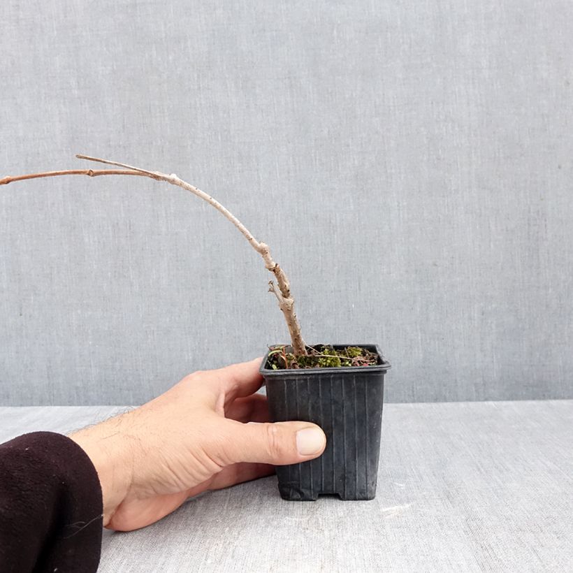 Exemplar von Wilder Wein Kirigami - Parthenocissus quinquefolia Kleine Töpfe von 8/9 cm wie im Herbst geliefert