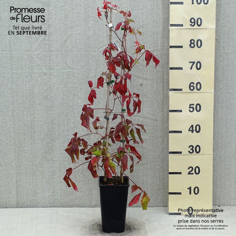 Exemplar von Wilder Wein Murorum - Parthenocissus quinquefolia Topf mit 1,5L/2L wie im Sommer geliefert