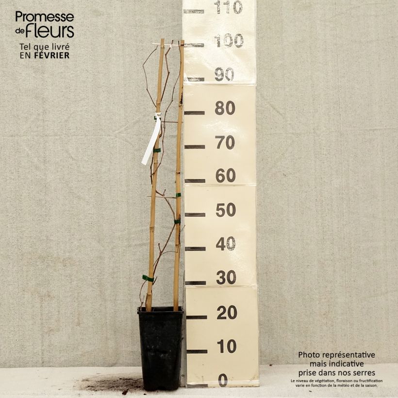 Exemplar von Wilder Wein Murorum - Parthenocissus quinquefolia Topf mit 1,5L/2L wie im Winter geliefert