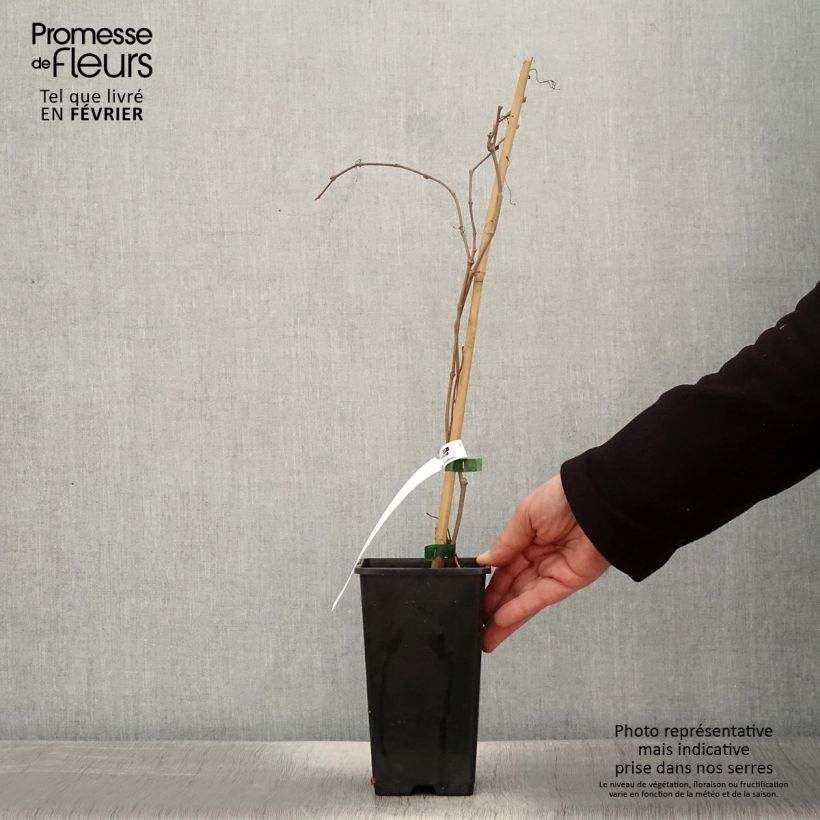 Exemplar von Wilder Wein Murorum - Parthenocissus quinquefolia Topf mit 3L/4L wie im Winter geliefert