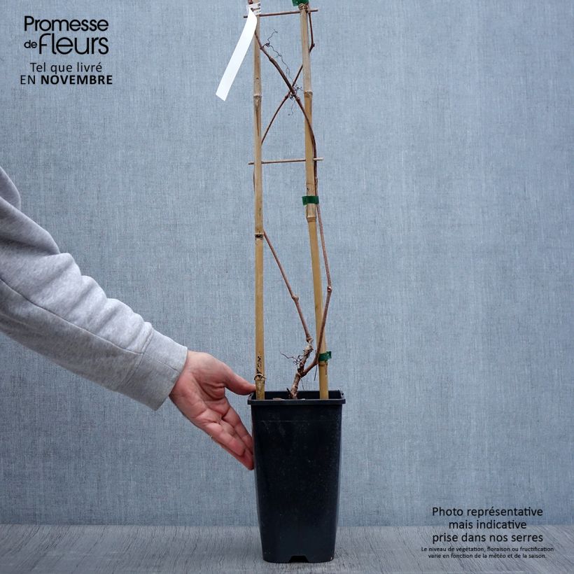 Exemplar von Wilder Wein Red wall Troki - Parthenocissus quinquefolia Topf mit 2L/3L wie im Herbst geliefert