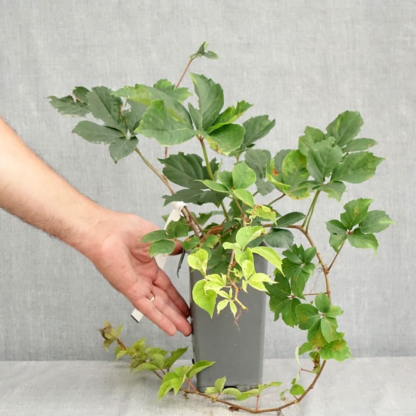 Exemplar von Wilder Wein Yellow Wall - Parthenocissus quinquefolia Topf mit 1,5L/2L wie im Sommer geliefert