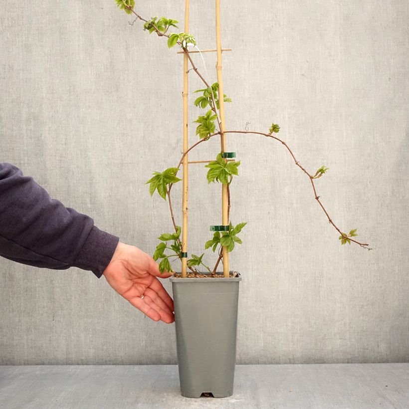 Exemplar von Wilder Wein Yellow Wall - Parthenocissus quinquefolia Topf mit 1,5L/2L wie im Frühjahr geliefert