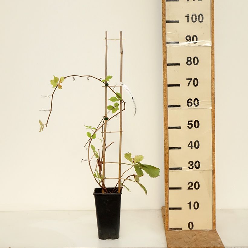 Exemplar von Wilder Wein Yellow Wall - Parthenocissus quinquefolia Topf mit 3L/4L wie im Herbst geliefert