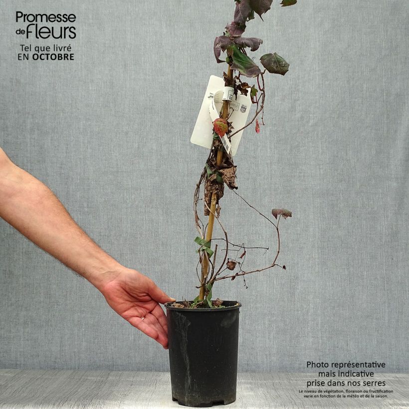 Exemplar von Kletterwein Atropurpurea - Parthenocissus tricuspidata Topf mit 2L/3L wie im Herbst geliefert