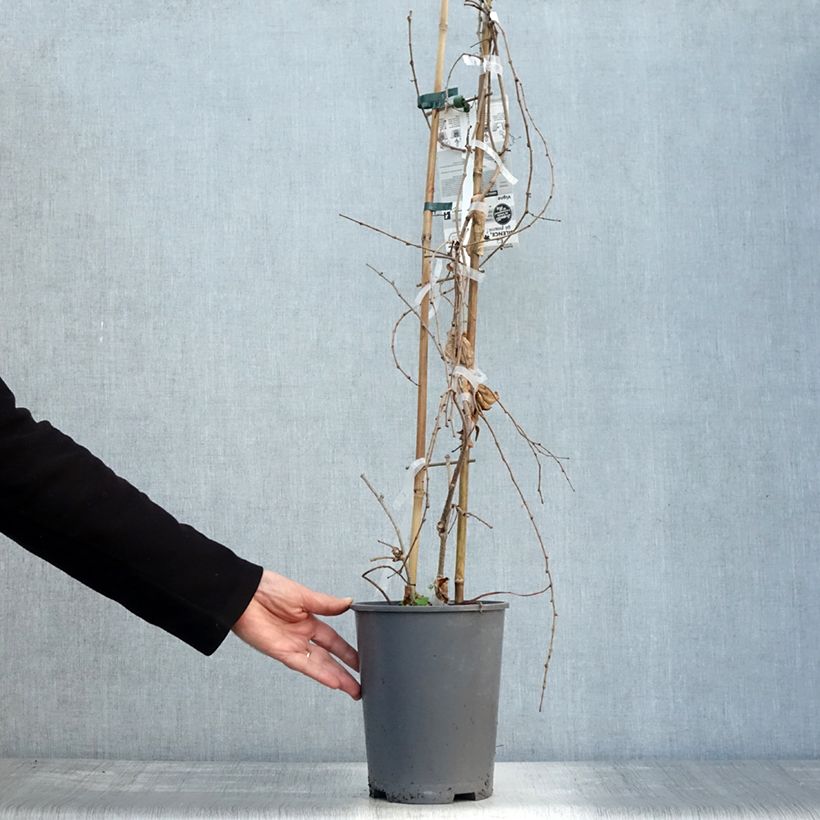 Exemplar von Kletterwein Fenway Park - Parthenocissus tricuspidata Topf mit 4L/5L wie im Herbst geliefert