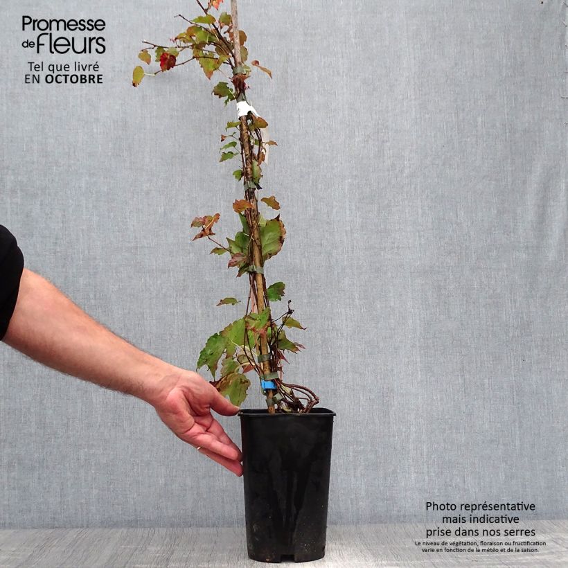 Exemplar von Kletterwein Minutifolia - Parthenocissus tricuspidata Topf mit 2L/3L wie im Herbst geliefert