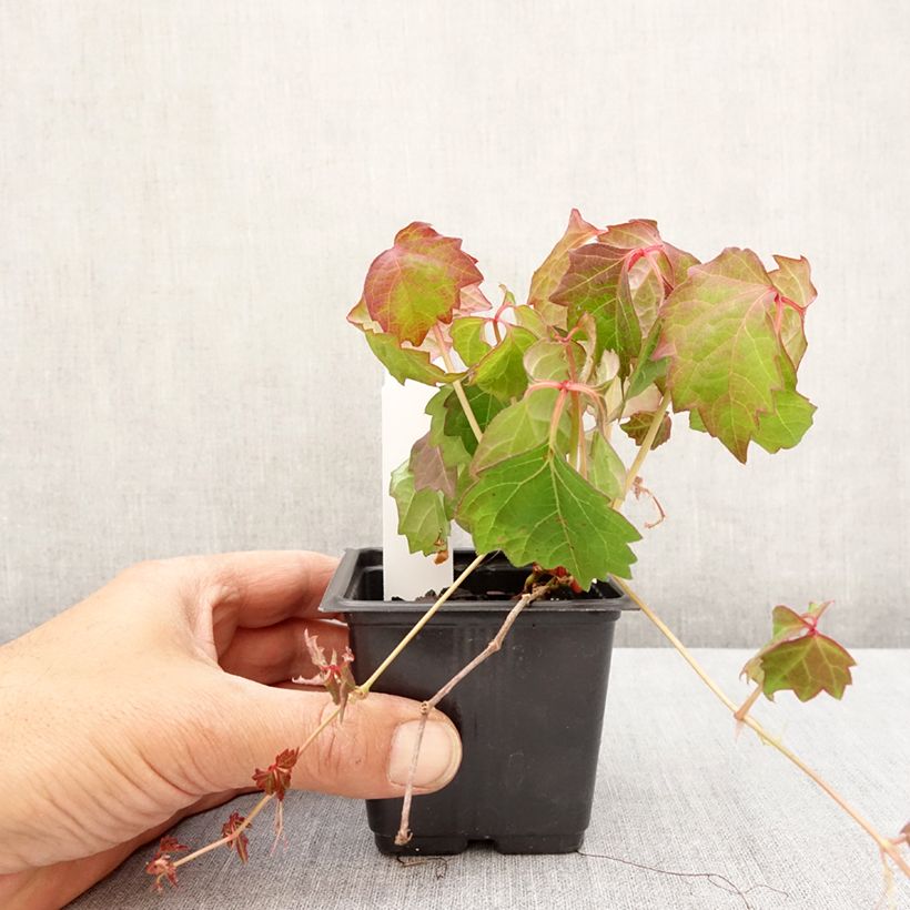 Exemplar von Kletterwein Veitchii - Parthenocissus tricuspidata Kleine Töpfe von 8/9 cm wie im Frühjahr geliefert
