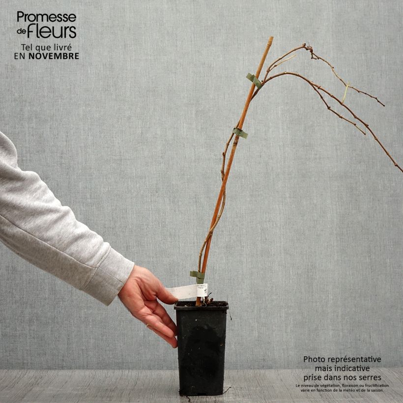 Exemplar von Kletterwein Veitchii Robusta - Parthenocissus tricuspidata Topf mit 1,5L/2L wie im Herbst geliefert