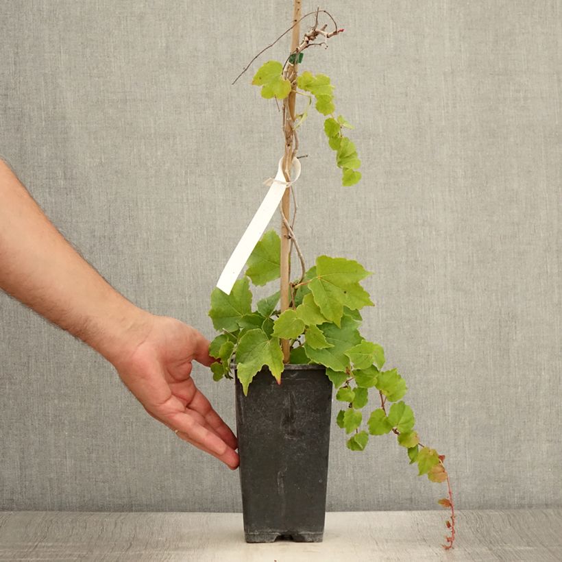 Exemplar von Kletterwein Veitchii Robusta - Parthenocissus tricuspidata Topf mit 1,5L/2L wie im Sommer geliefert