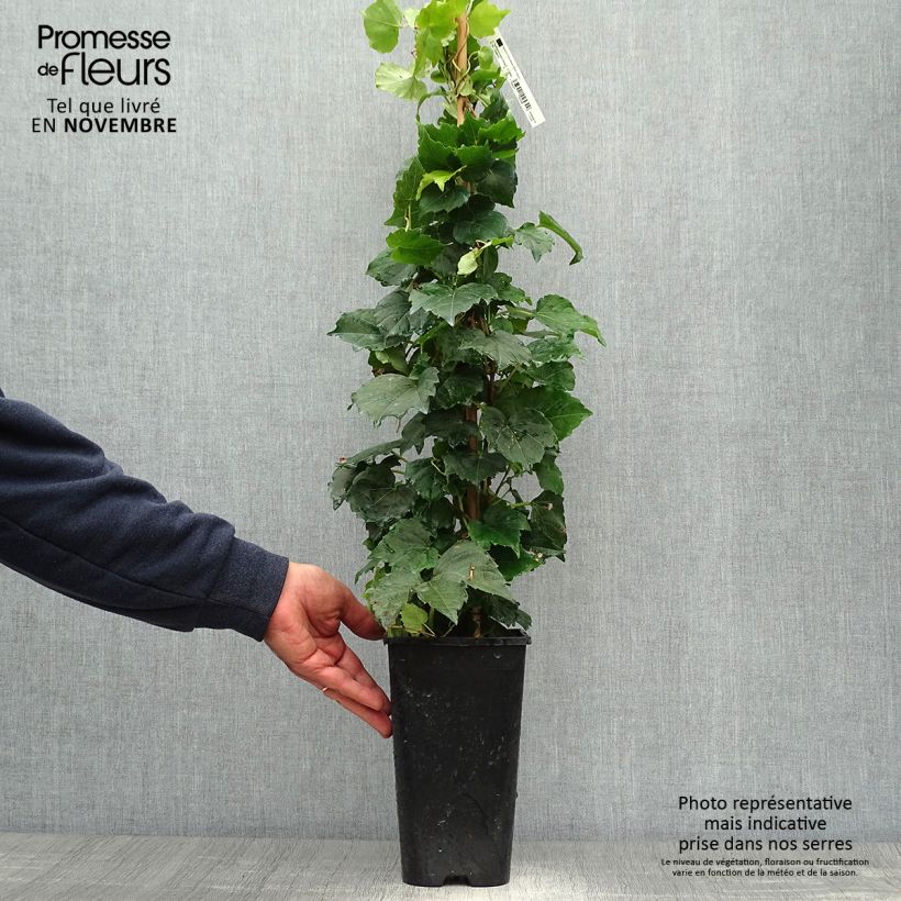 Exemplar von Kletterwein Veitchii Robusta - Parthenocissus tricuspidata Topf mit 2L/3L wie im Herbst geliefert