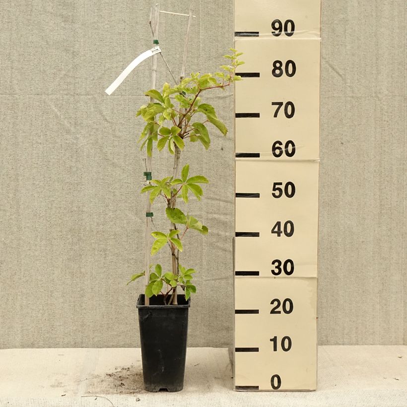 Exemplar von Wilder Wein Yellow Wall - Parthenocissus quinquefolia Topf mit 3L/4L wie im Sommer geliefert
