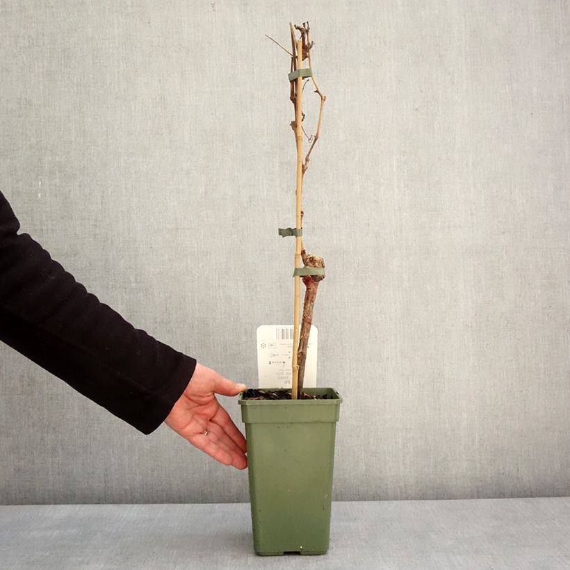 Exemplar von Weinrebe Phoenix Topf mit 2L/3L wie im Winter geliefert