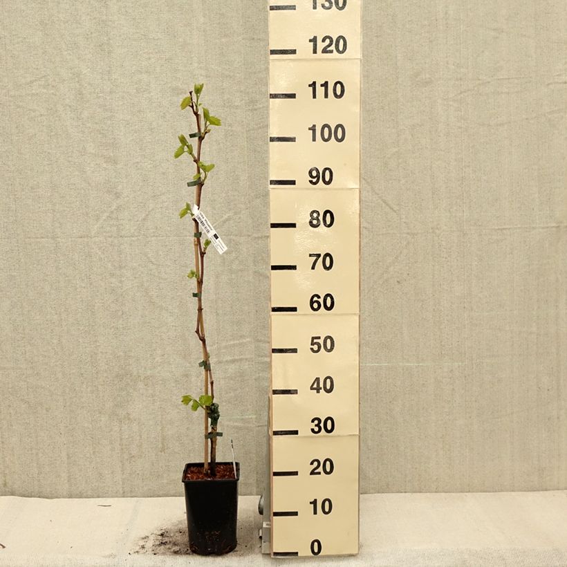 Exemplar von Weinrebe Phoenix Topf mit 2L/3L wie im Frühjahr geliefert