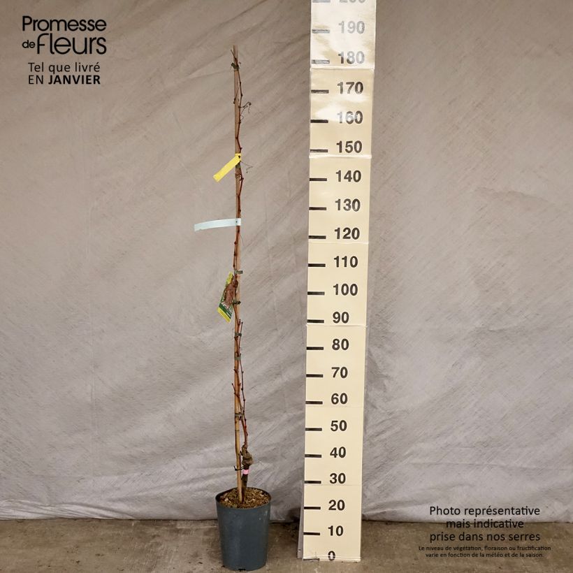 Exemplar von Weinrebe Argentina (GARGIULO 130387) Topf mit 4L/5L wie im Winter geliefert