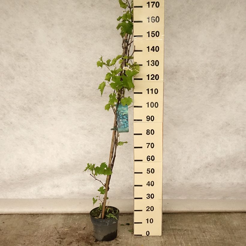 Exemplar von Weinrebe Muscat Bleu ZPd4 Topf mit 4L/5L wie im Sommer geliefert
