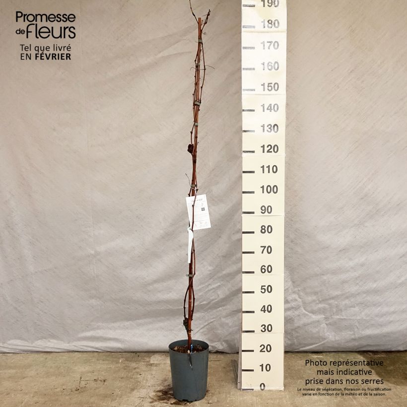 Exemplar von Weinrebe Muscat Bleu ZPd4 Topf mit 4L/5L wie im Winter geliefert