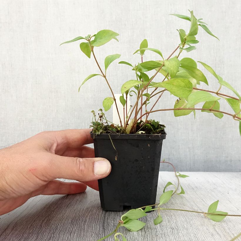 Exemplar von Großes Immergrün Alba - Vinca major Kleine Töpfe von 8/9 cm wie im Herbst geliefert