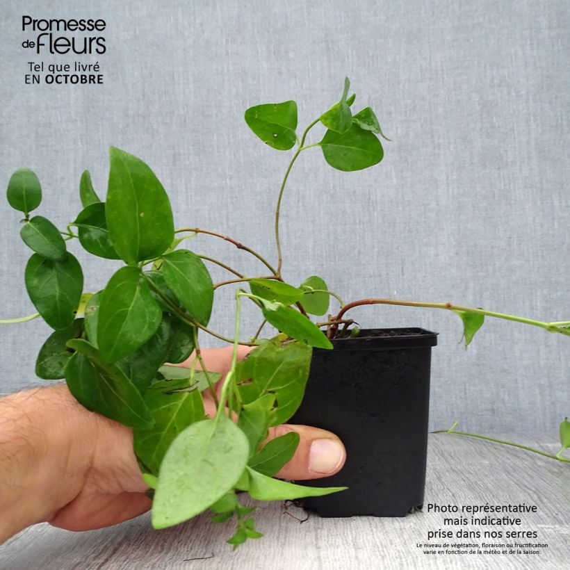 Exemplar von Vinca major - Großes Immergrün Kleine Töpfe von 7/8 cm wie im Herbst geliefert