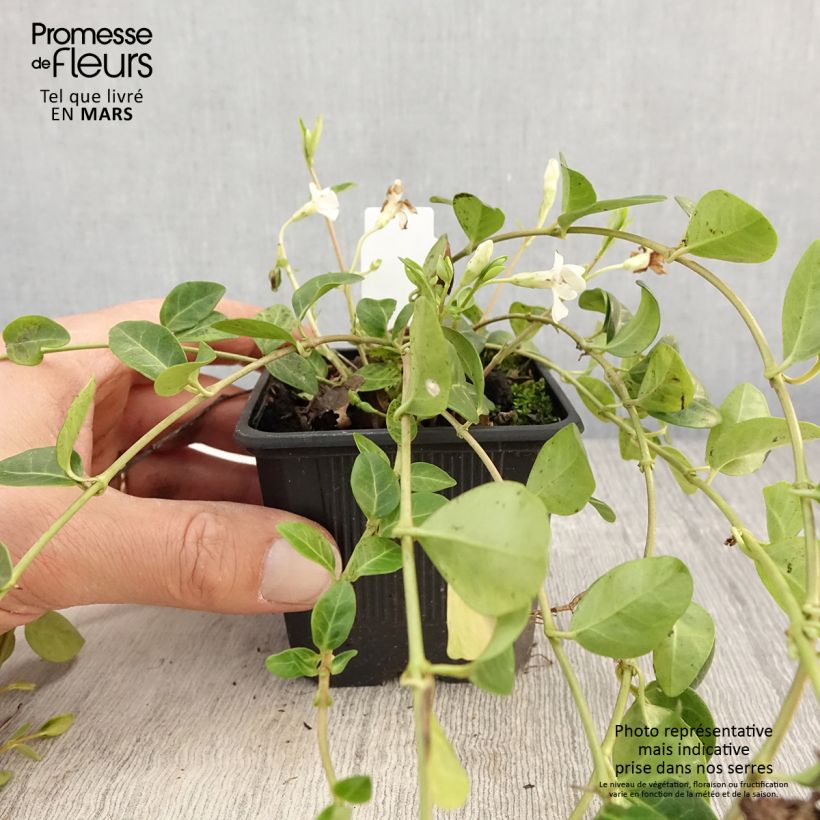 Exemplar von Kleines Immergrün Alba - Vinca minor Kleine Töpfe von 8/9 cm wie im Frühjahr geliefert