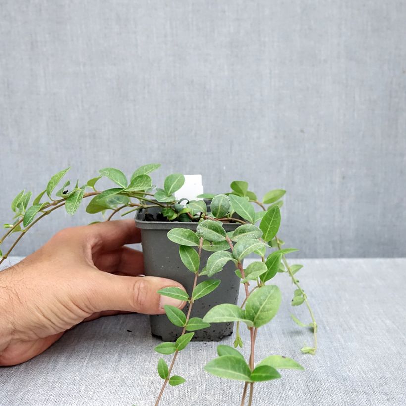 Exemplar von Kleines Immergrün Alba - Vinca minor Kleine Töpfe von 8/9 cm wie im Herbst geliefert