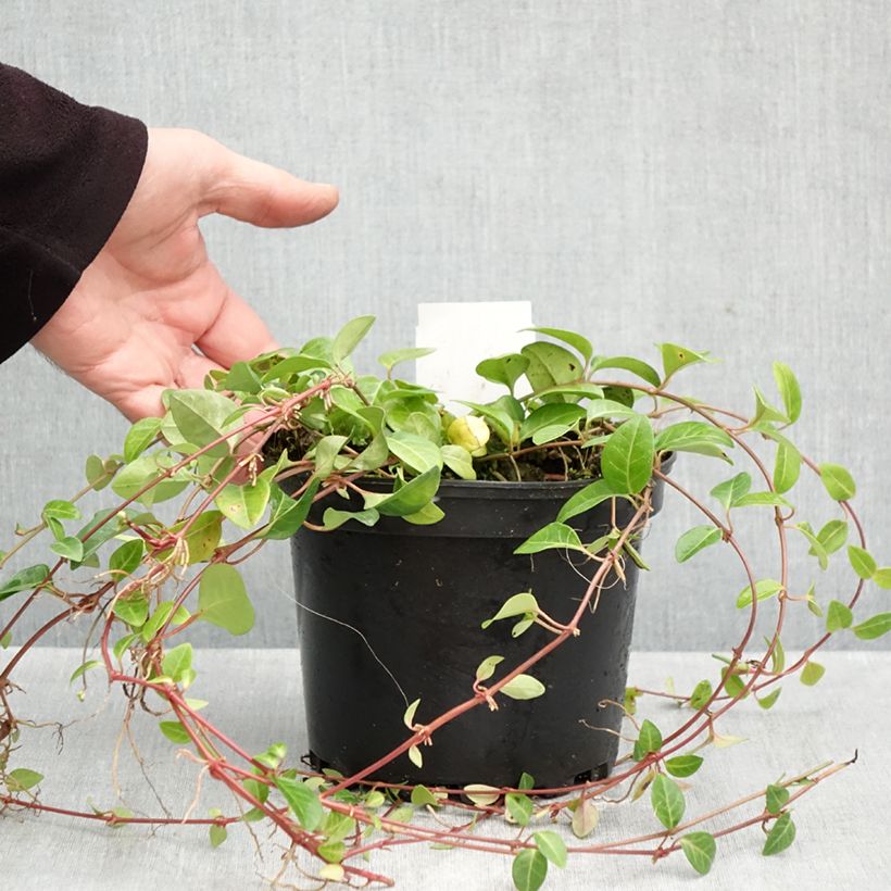 Exemplar von Kleines Immergrün Alba - Vinca minor Topf mit 2L/3L wie im Herbst geliefert