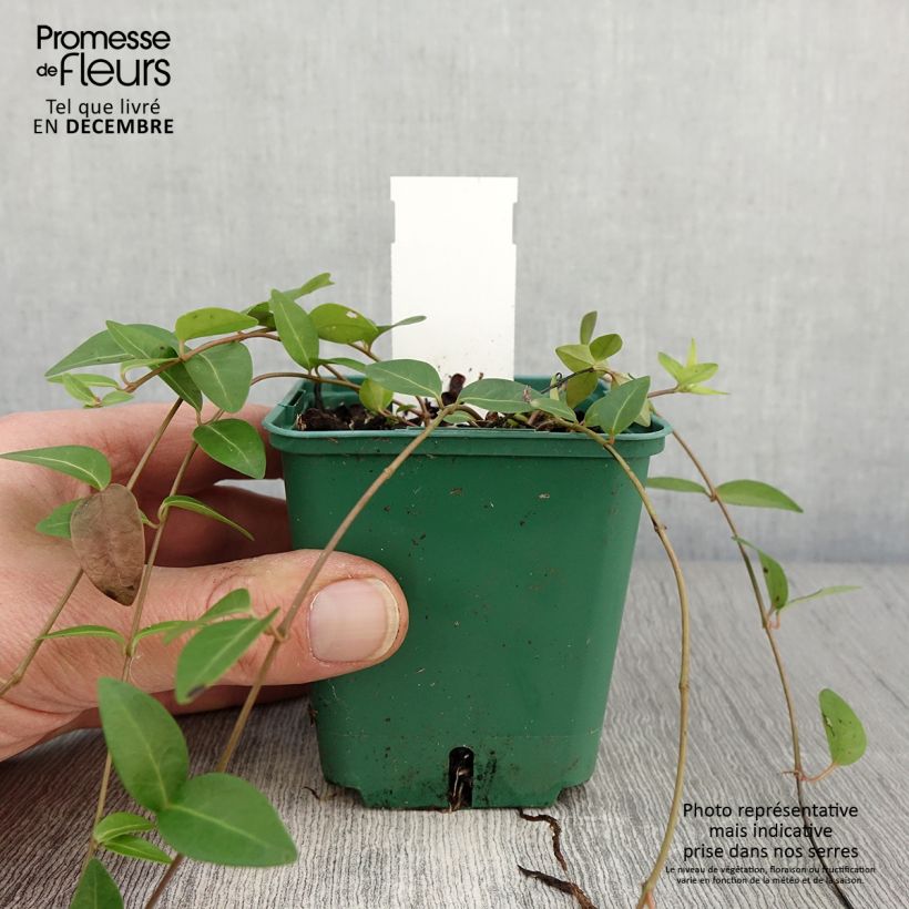 Exemplar von Kleines Immergrün Anna - Vinca minor Kleine Töpfe von 8/9 cm wie im Herbst geliefert
