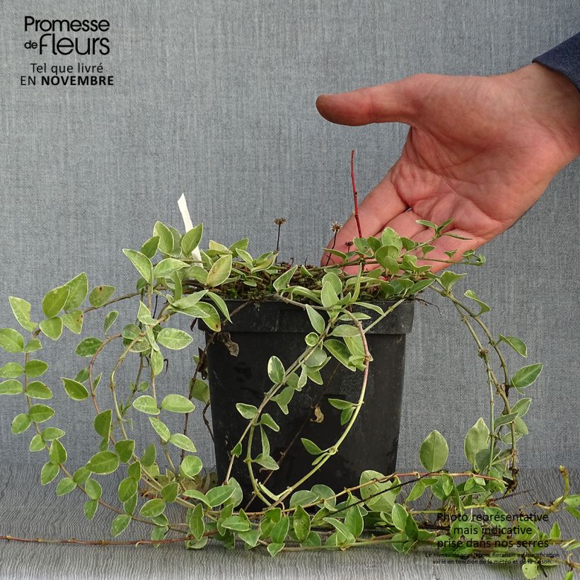 Exemplar von Kleines Immergrün Argenteovariegata - Vinca minor Topf mit 2L/3L wie im Herbst geliefert