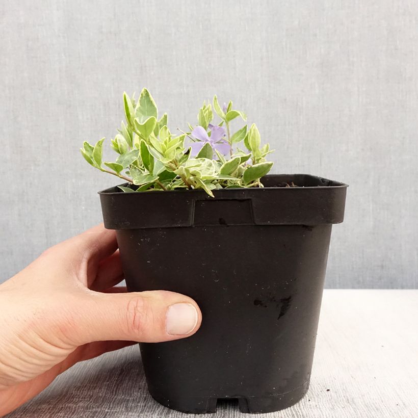Exemplar von Kleines Immergrün Argenteovariegata - Vinca minor Topf mit 2L/3L wie im Frühjahr geliefert