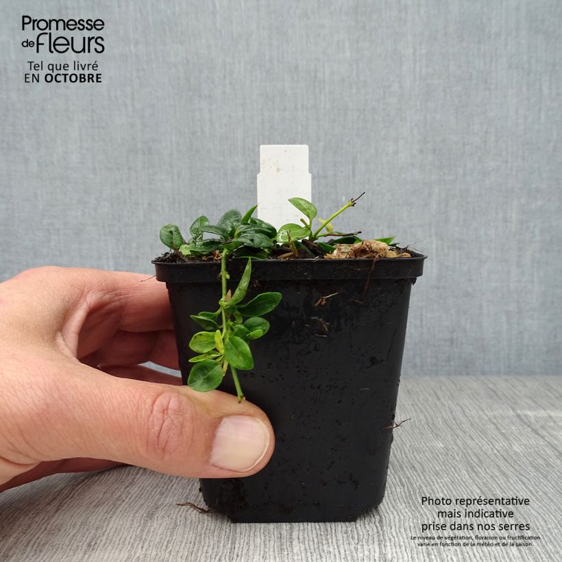Exemplar von Kleines Immergrün Elisa - Vinca minor Kleine Töpfe von 8/9 cm wie im Herbst geliefert