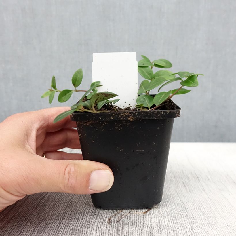 Exemplar von Kleines Immergrün Flower Power - Vinca minor Kleine Töpfe von 8/9 cm wie im Herbst geliefert