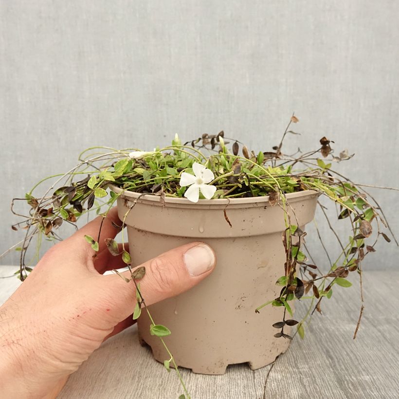 Exemplar von Kleines Immergrün Gertrude Jekyll - Vinca minor Topf mit 2L/3L wie im Frühjahr geliefert