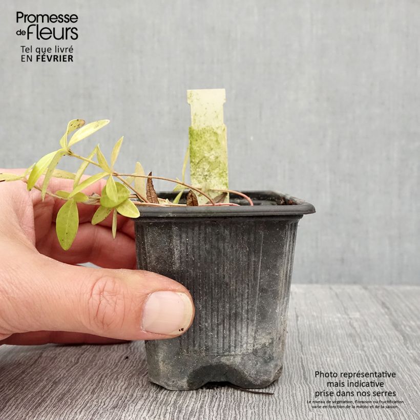 Exemplar von Kleines Immergrün Grüner Teppich - Vinca minor Kleine Töpfe von 8/9 cm wie im Winter geliefert