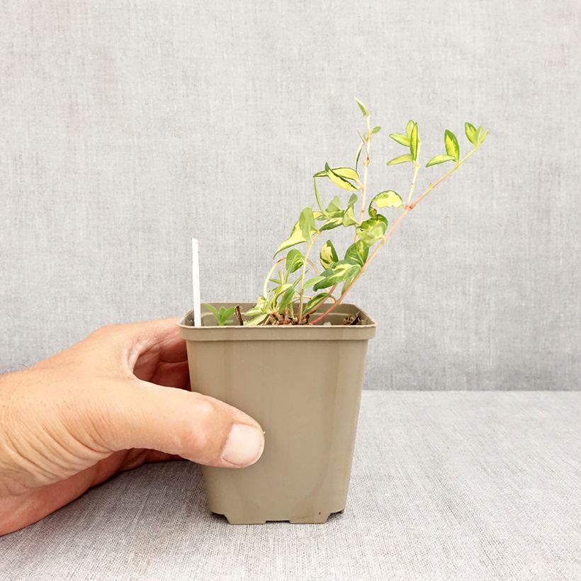 Exemplar von Kleines Immergrün Illumination - Vinca minor Kleine Töpfe von 8/9 cm wie im Sommer geliefert