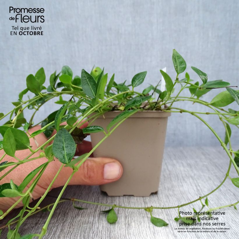 Exemplar von Kleines Immergrün Josefine - Vinca minor Kleine Töpfe von 8/9 cm wie im Herbst geliefert