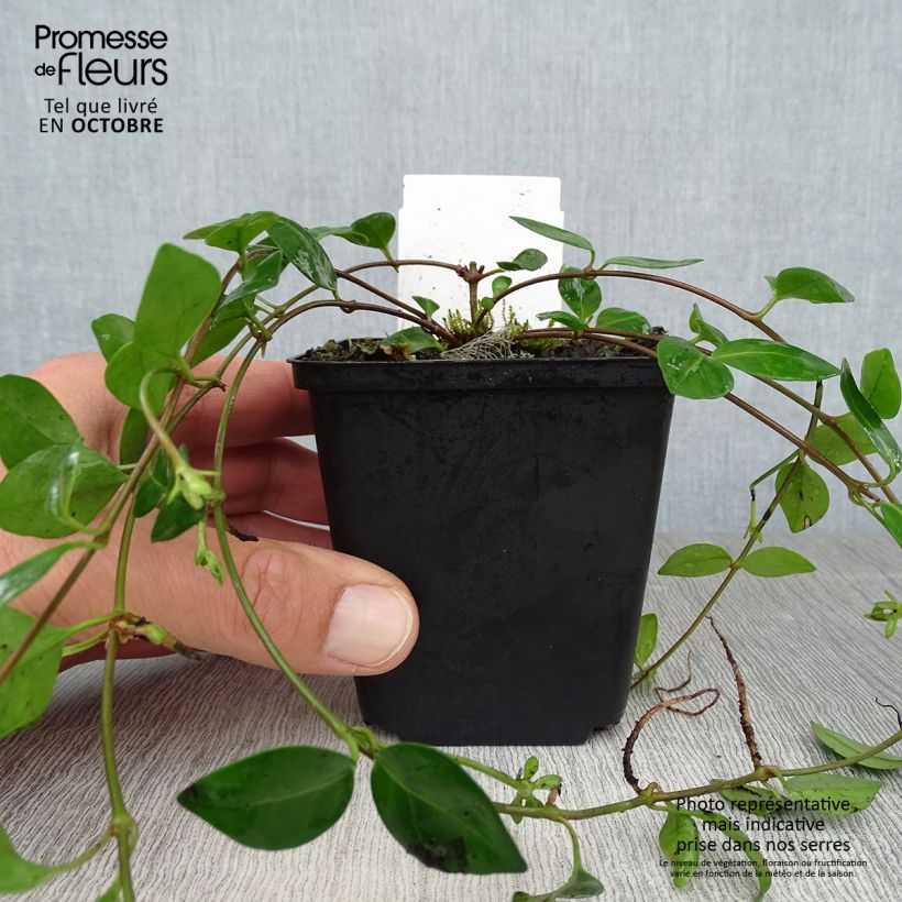 Exemplar von Kleines Immergrün Marie - Vinca minor Kleine Töpfe von 8/9 cm wie im Herbst geliefert
