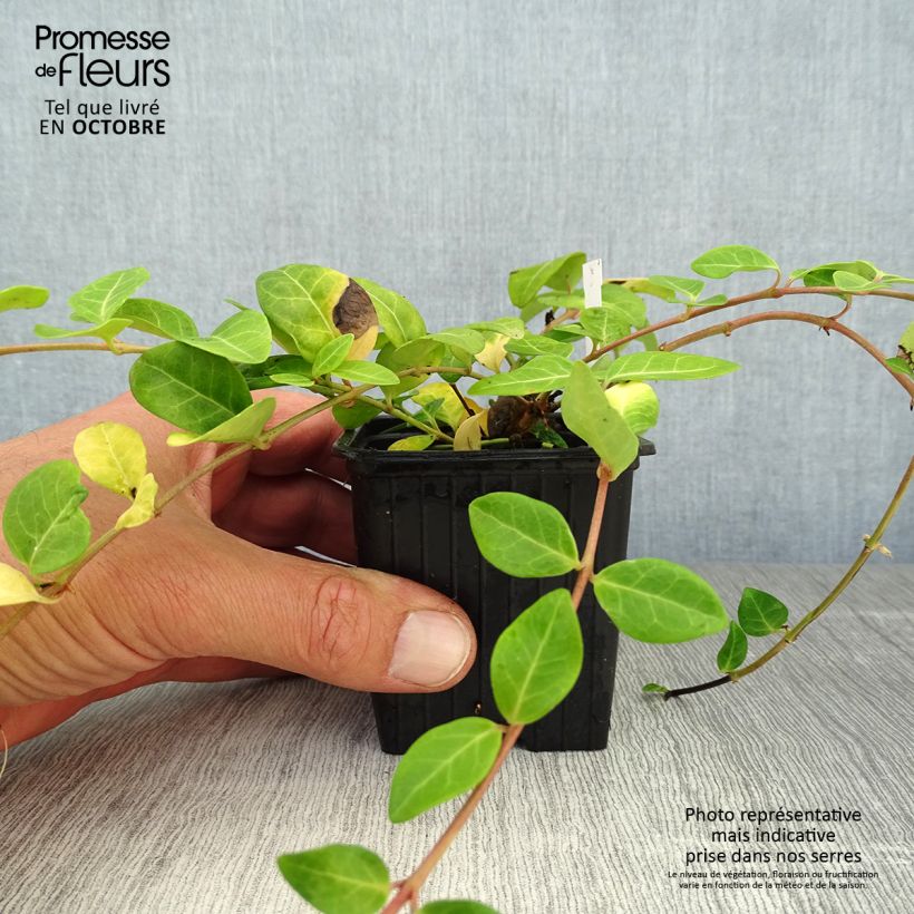 Exemplar von Vinca minor - Kleines Immergrün Kleine Töpfe von 7/8 cm wie im Herbst geliefert