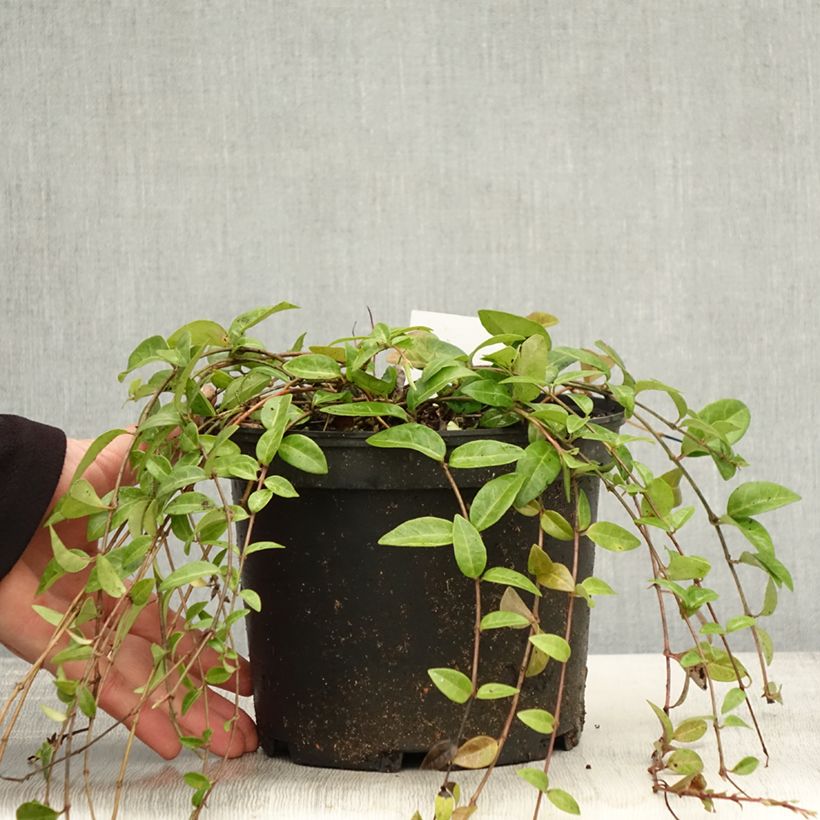 Exemplar von Vinca minor - Kleines Immergrün Topf mit 2L/3L wie im Herbst geliefert