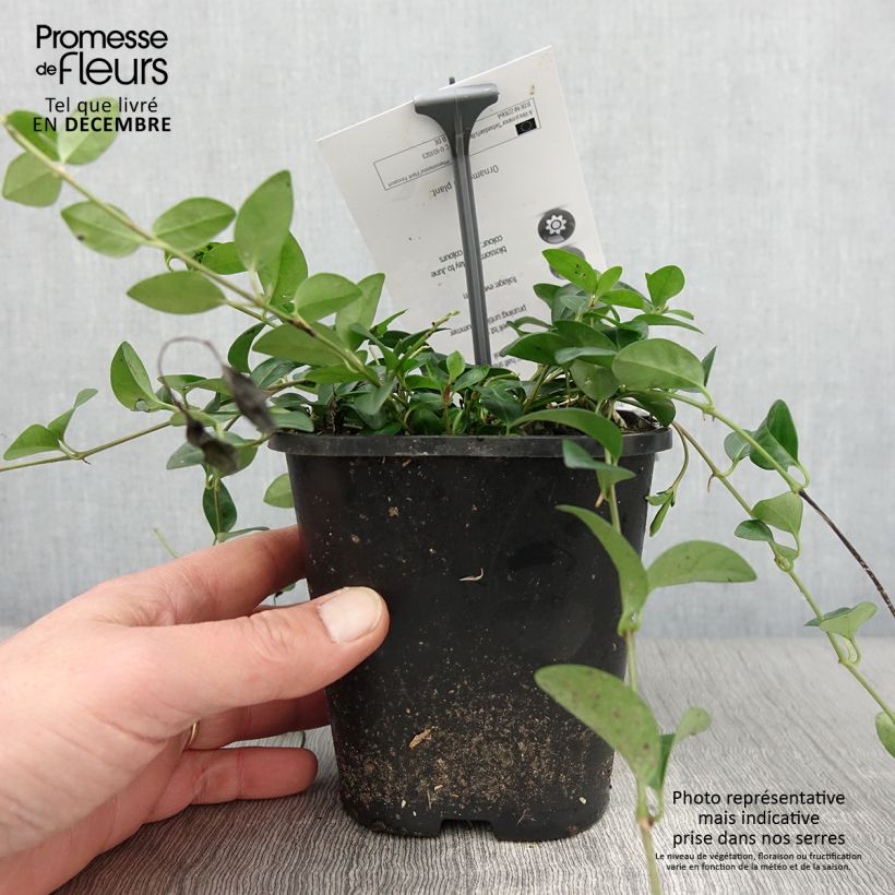 Exemplar von Kleines Immergrün Sebastian's Beste - Vinca minor Topf mit 2L/3L wie im Herbst geliefert