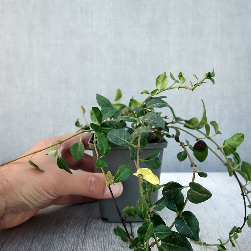 Exemplar von Kleines Immergrün Valentin - Vinca minor Kleine Töpfe von 8/9 cm wie im Herbst geliefert