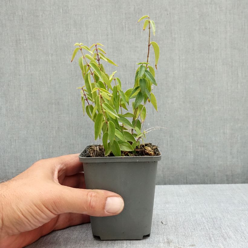 Exemplar von Vincetoxicum hirundinaria - Weiße Schwalbenwurz Kleine Töpfe von 8/9 cm wie im Sommer geliefert