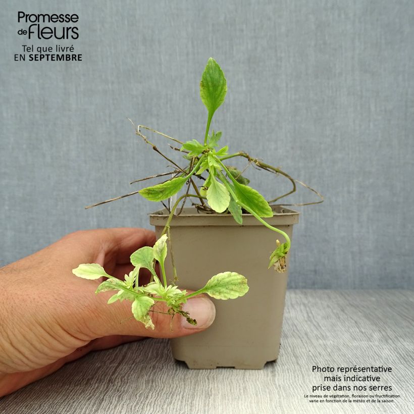 Exemplar von Horn-Veilchen Columbine Kleine Töpfe von 8/9 cm wie im Herbst geliefert