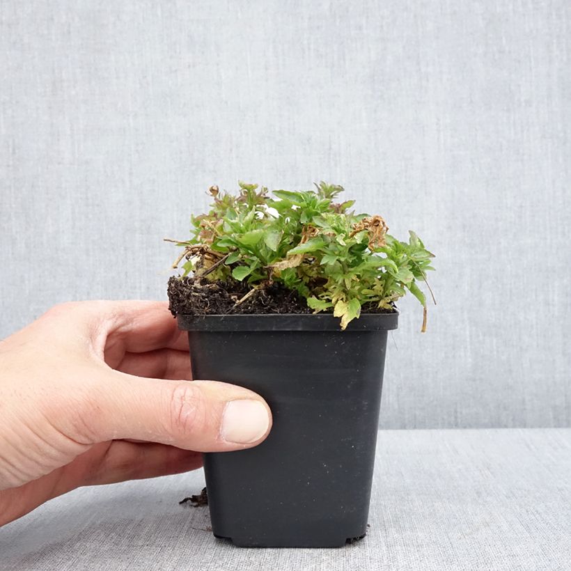 Exemplar von Horn-Veilchen Icy but spicy Kleine Töpfe von 8/9 cm wie im Frühjahr geliefert