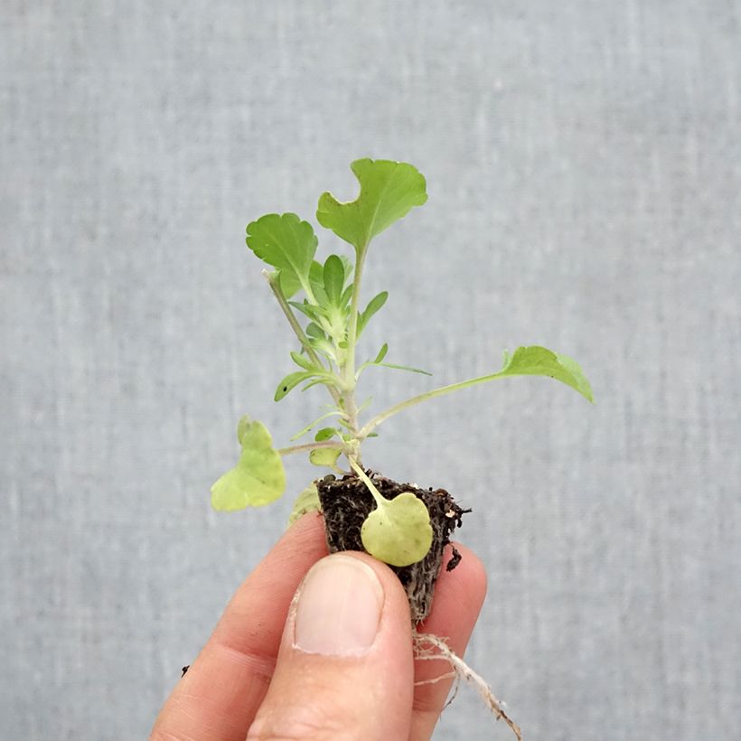 Exemplar von Horn-Veilchen F1 Prim Up Citrus Mix Mini-Plug: Plug 2,2 cm x 2 cm in Anzuchtplatte à 35 Stück wie im Herbst geliefert