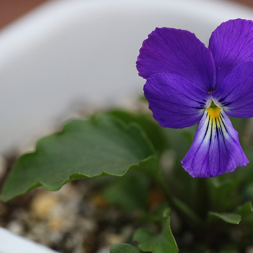 Viola corsica - Korsische Veilchen (Laub)
