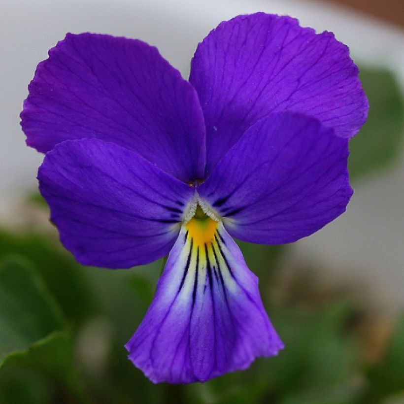 Viola corsica - Korsische Veilchen (Blüte)