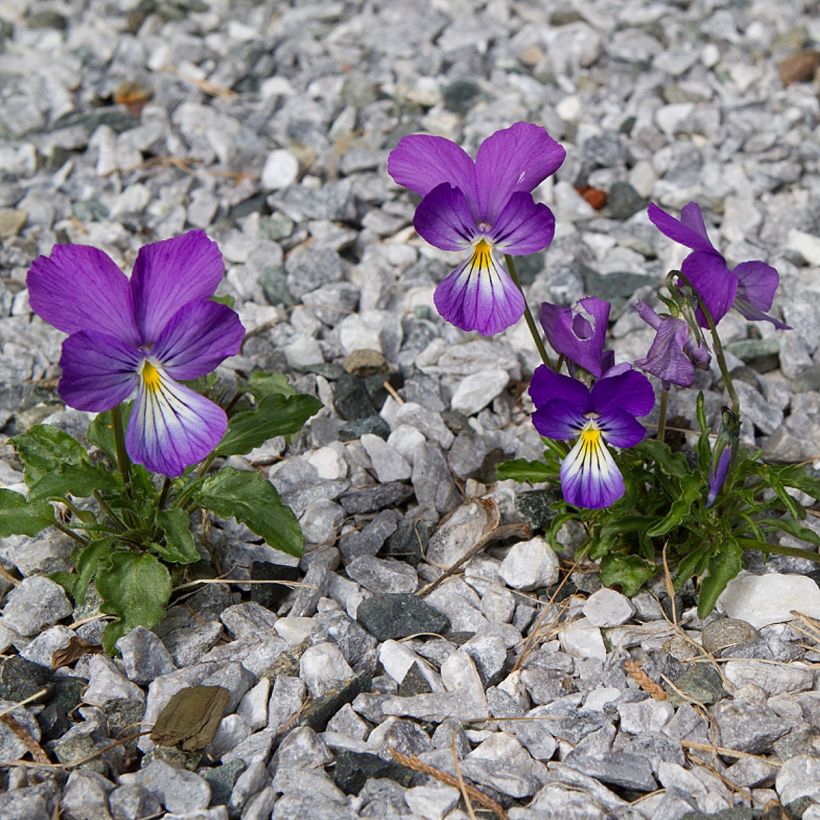 Viola corsica - Korsische Veilchen (Hafen)